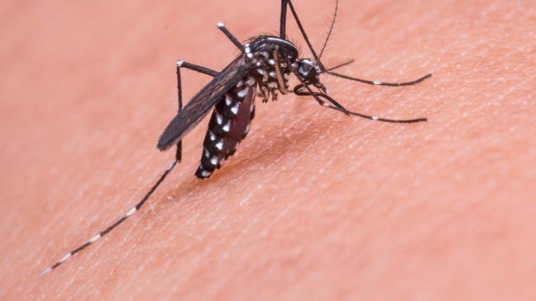 Cómo aliviar la picadura de mosquito: remedios caseros