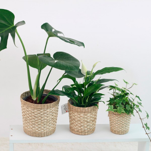 Cómo cuidar las plantas de interior si te vas de vacaciones