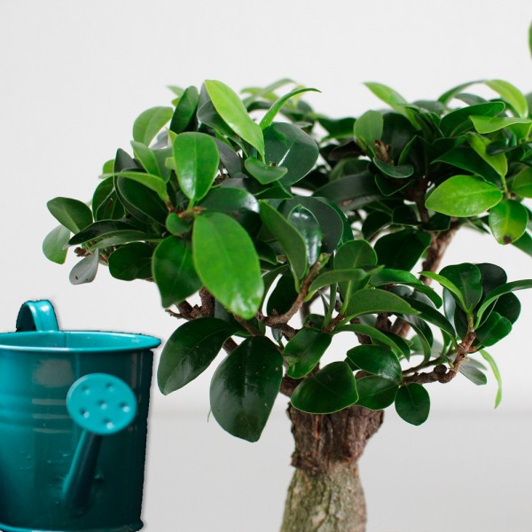 Cómo, cuándo y cuánto regar las plantas de interior