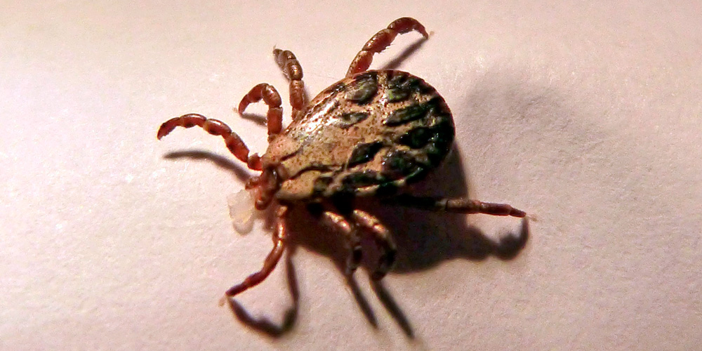 qué hacer si me pica una garrapata