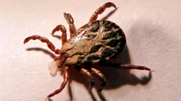 Qué hacer si me pica una garrapata