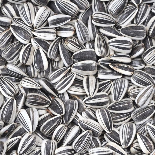 Cuáles son los beneficios de las pipas de girasol. 14 propiedades de las semillas del girasol