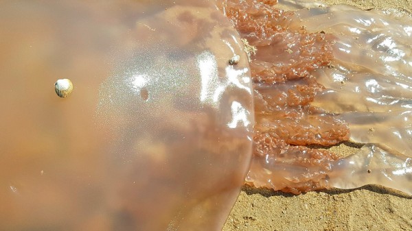 Picadura de medusa en la playa: ¿cómo actuar?