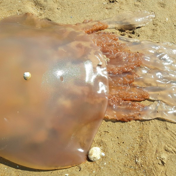 Picadura de medusa en la playa: ¿cómo actuar?