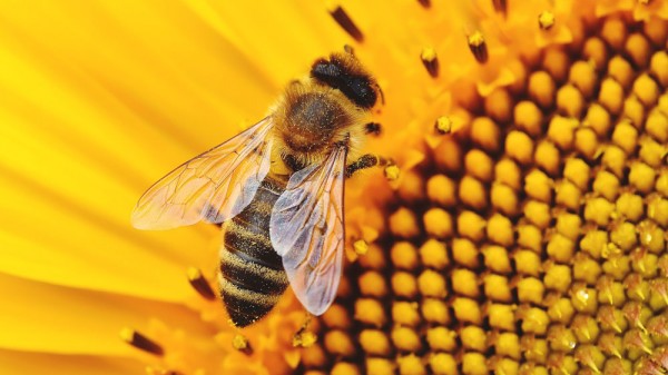18 curiosidades sobre las abejas: ¿por qué son tan importantes?