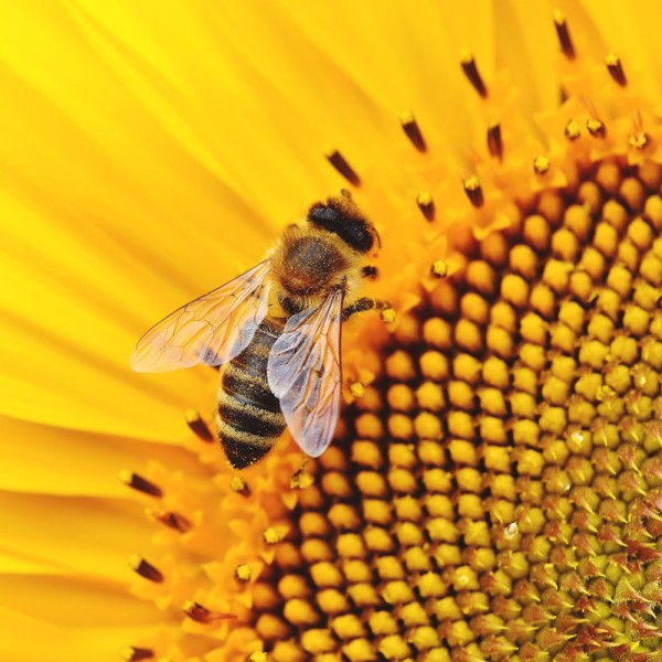 18 curiosidades sobre las abejas: ¿por qué son tan importantes?