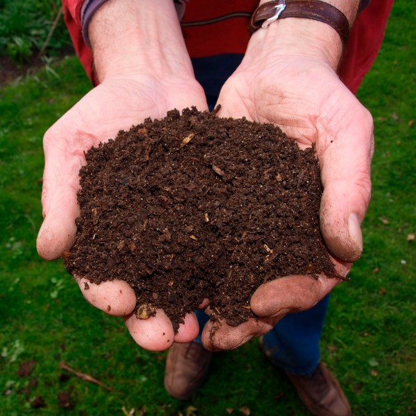 Cómo abonar las plantas de forma correcta