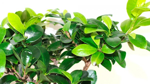 Por qué mi planta pierde su color verde y se vuelve amarilla