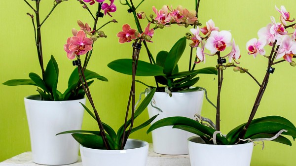 Cómo cuidar las orquídeas en casa: trucos de jardinería