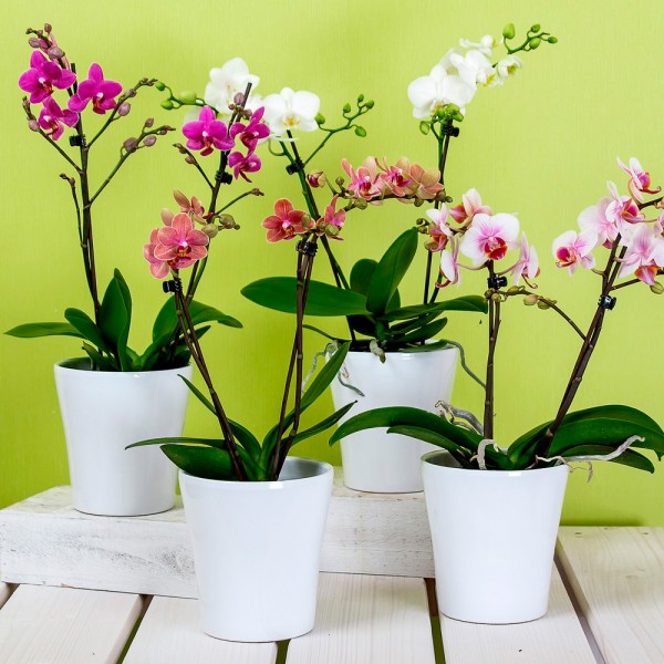 Cómo cuidar las orquídeas en casa: trucos de jardinería