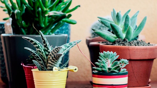 Tipos de macetas: ¿dónde poner mi nueva planta?