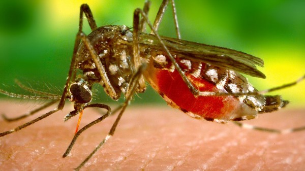Las 12 curiosidades más sorprendentes sobre los mosquitos. Mitos y verdades sobre estos insectos