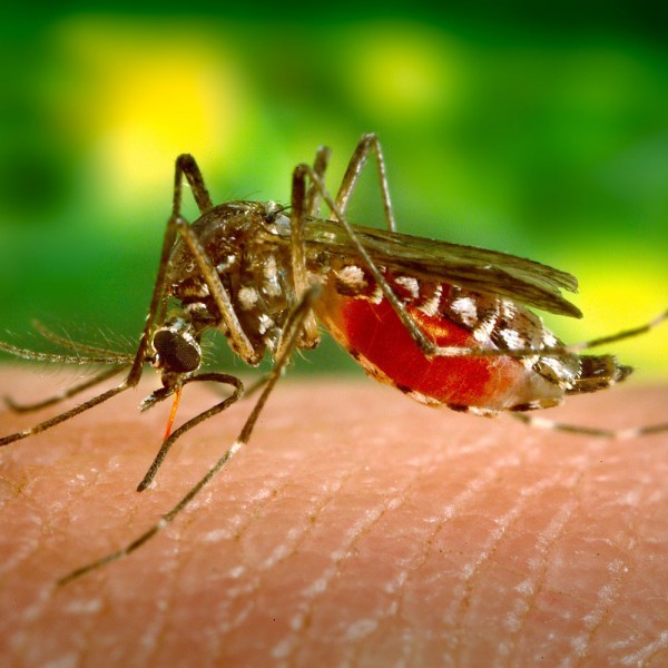 Las 12 curiosidades más sorprendentes sobre los mosquitos. Mitos y verdades sobre estos insectos