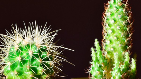 Cómo cuidar cactus y suculentas: jardinería para principiantes