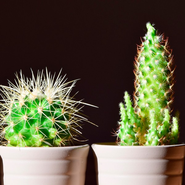 Cómo cuidar cactus y suculentas: jardinería para principiantes