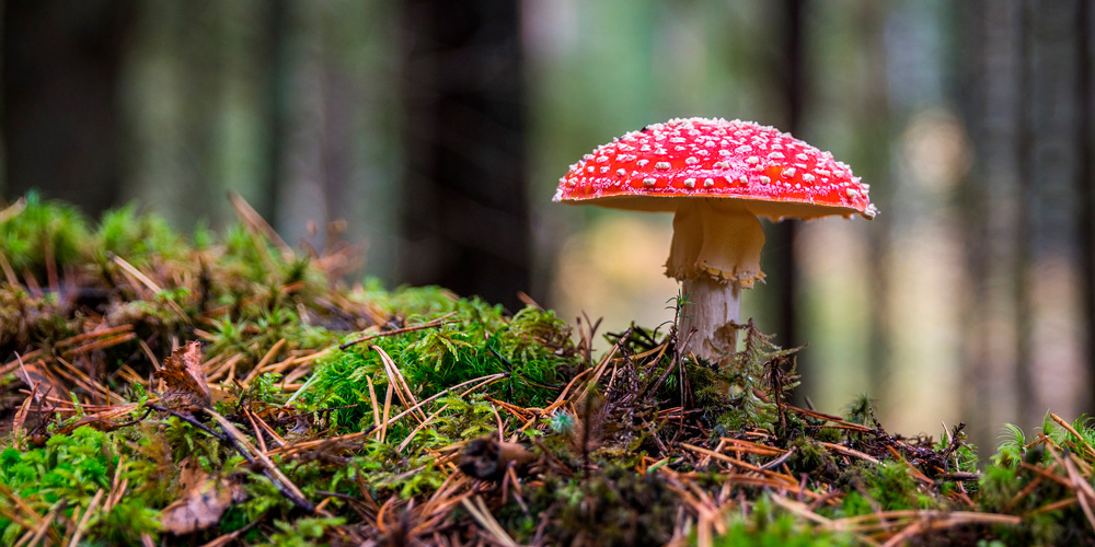 cómo hacer buenas fotos