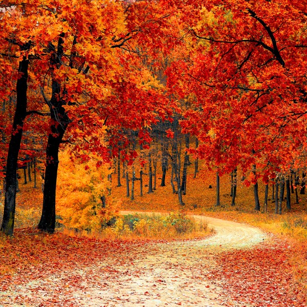 Como hacer las mejores fotografías del otoño