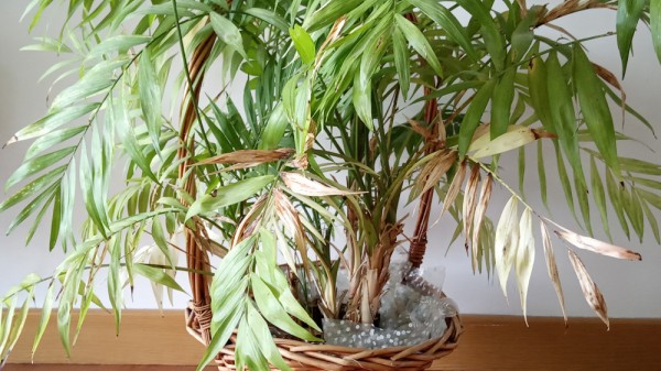 Qué 10 síntomas indican que tu planta está enferma