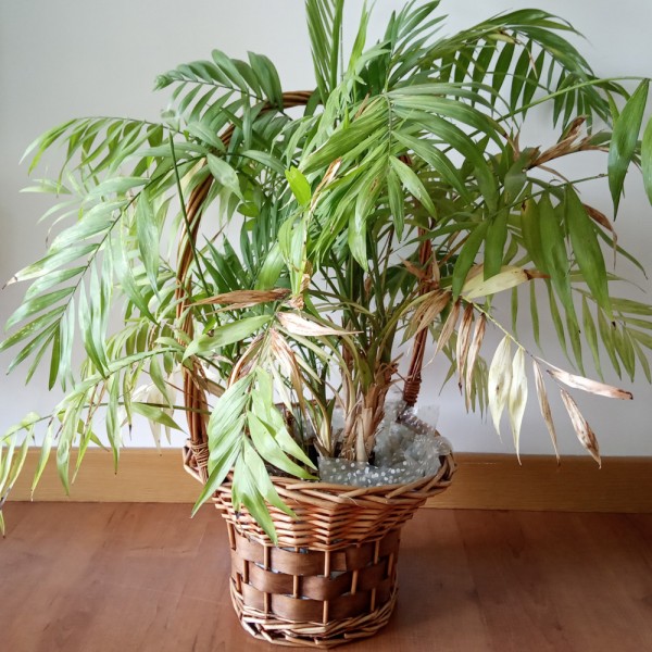 Qué 10 síntomas indican que tu planta está enferma