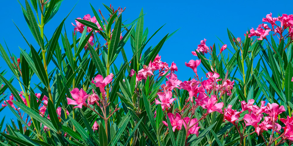 plantas venenosas: adelfas