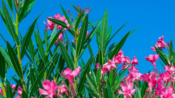 Qué plantas venenosas suelen estar en parques, jardines y casas