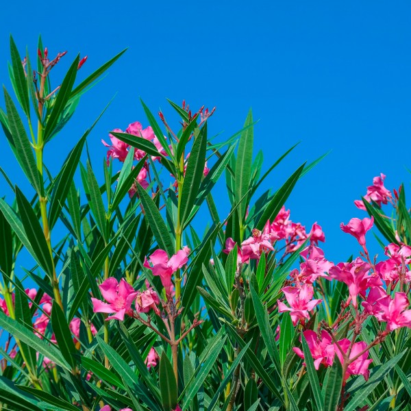 Qué plantas venenosas suelen estar en parques, jardines y casas