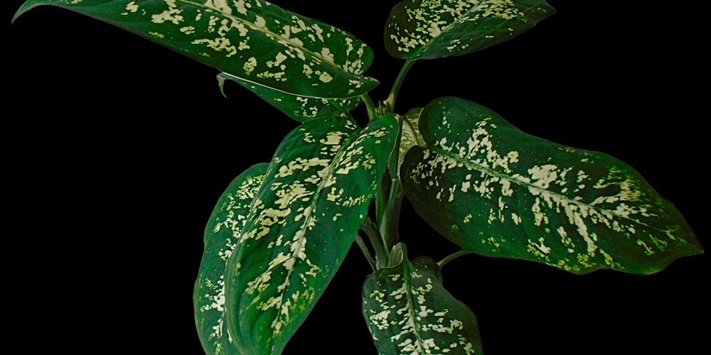 Dieffenbachia
