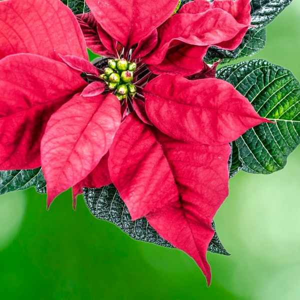 Por qué la poinsettia es la flor de Navidad: historia de la flor de Pascua
