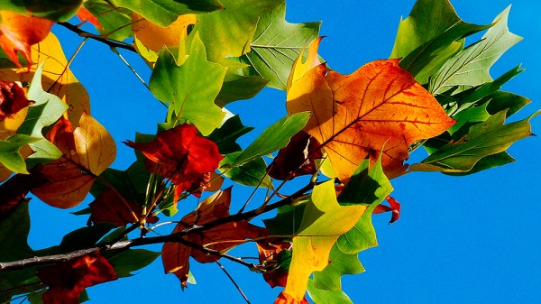 Qué hace que las hojas cambien de color en otoño
