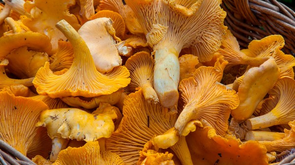 Qué propiedades tienen las setas: valor nutricional y beneficios