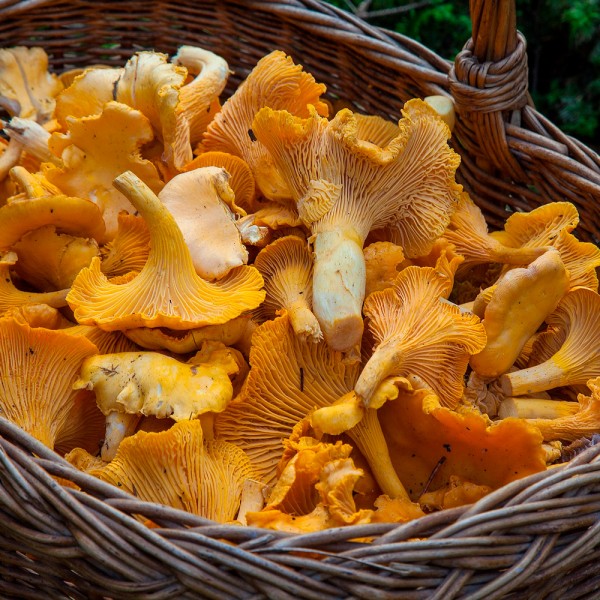 Qué propiedades tienen las setas: valor nutricional y beneficios