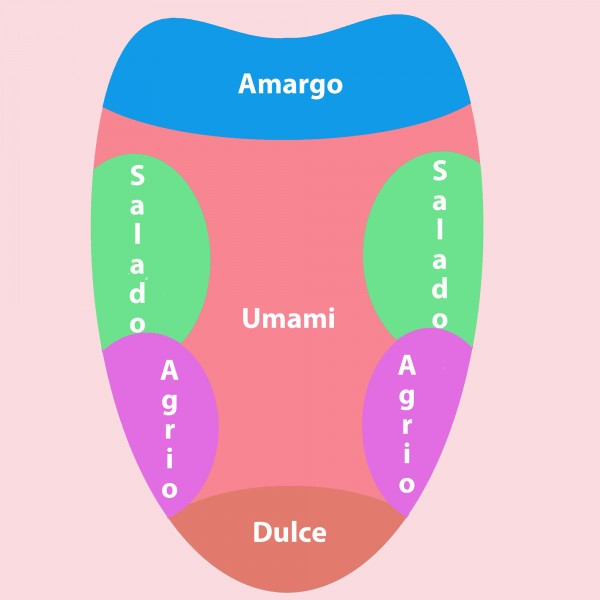 Qué es el umami. El quinto sabor y el más desconocido