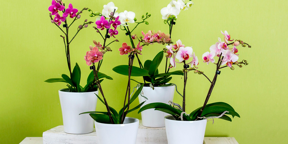 orquídea, planta con flor