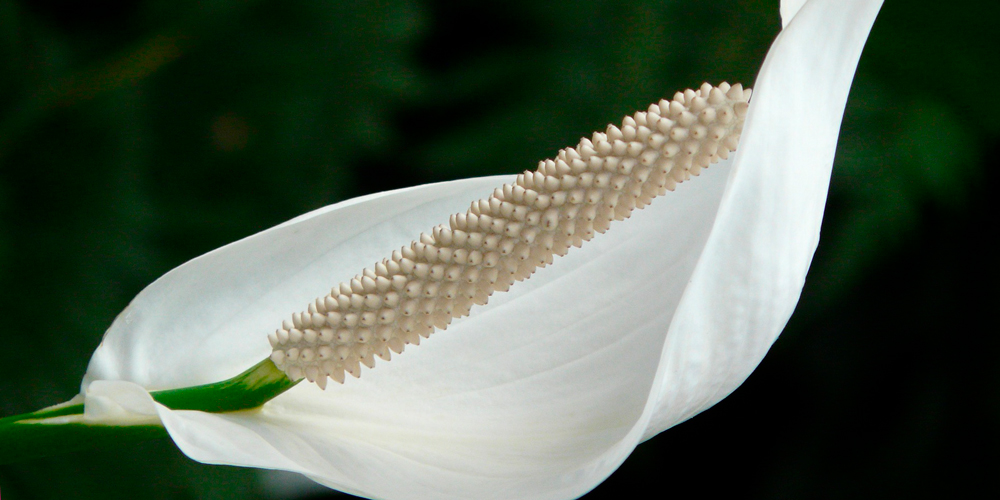 planta con flores, anturio