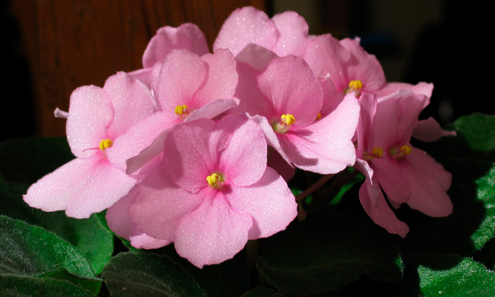 violeta africana, plantas de interior con flor