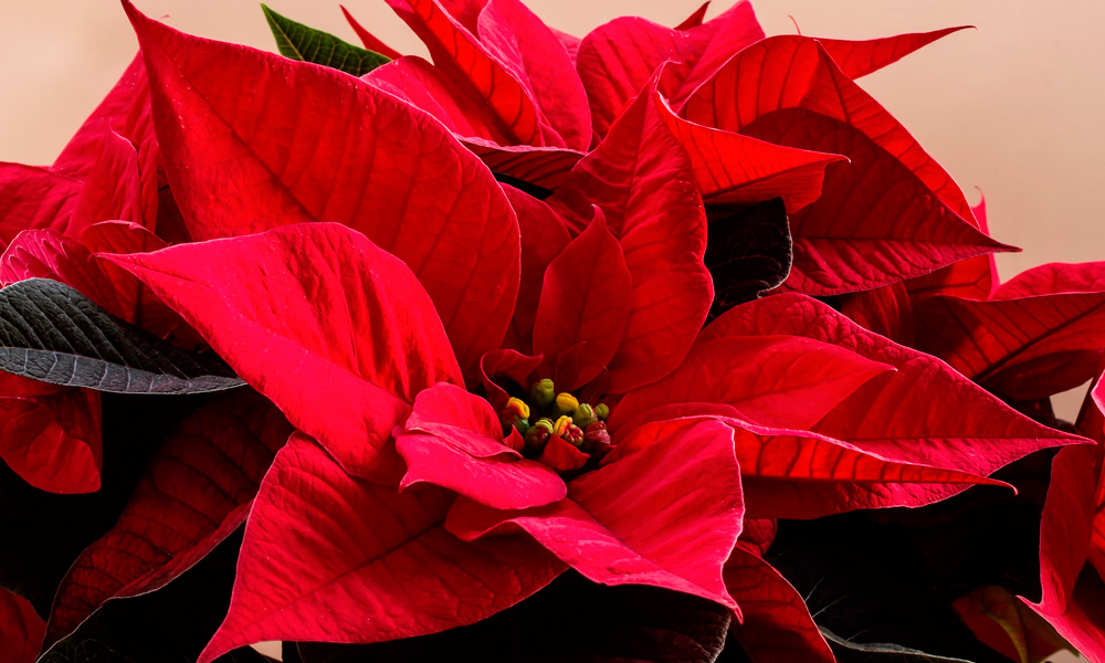 planta de interior con flor: poinsetia