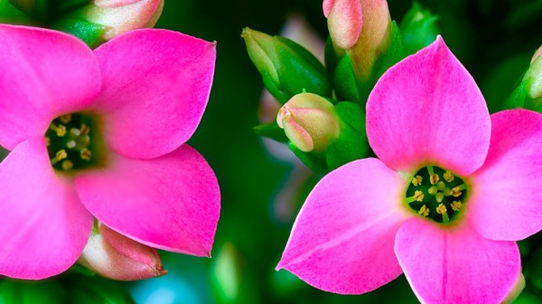 26 plantas de interior con flores para perfumar o decorar tu casa