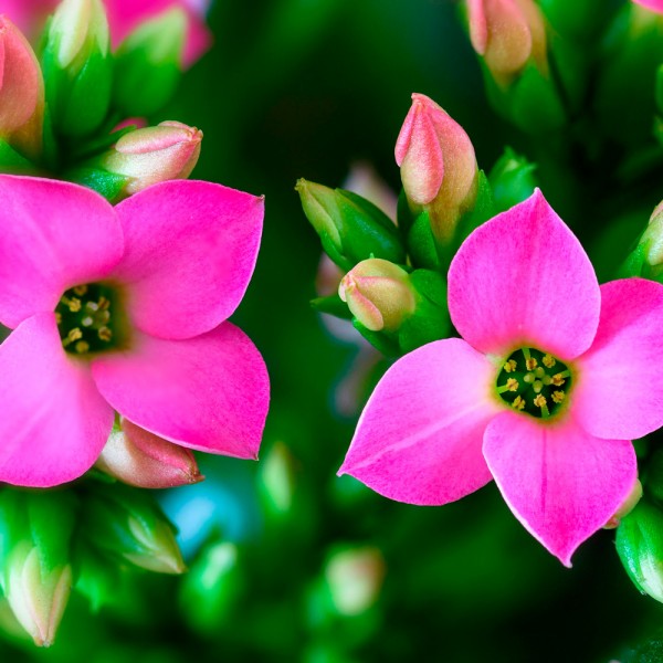 26 plantas de interior con flores para perfumar o decorar tu casa