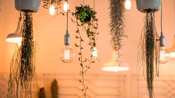10 plantas de interior colgantes perfectas para decorar tu casa
