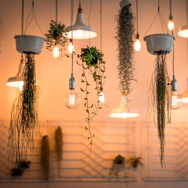 10 plantas de interior colgantes perfectas para decorar tu casa
