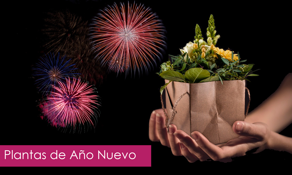 plantas de año nuevo