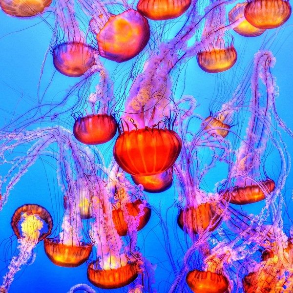 24 fascinantes curiosidades sobre las medusas