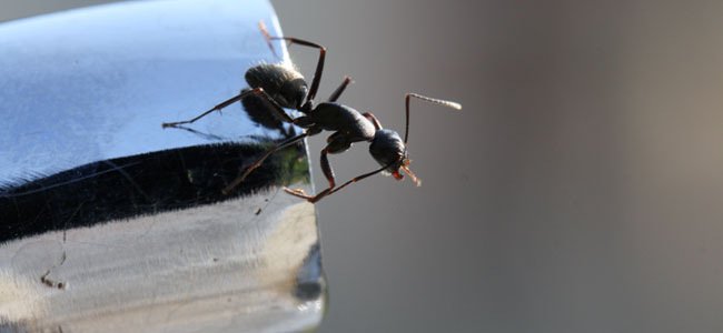 ahuyentar a las hormigas de tu hogar, remedios caseros