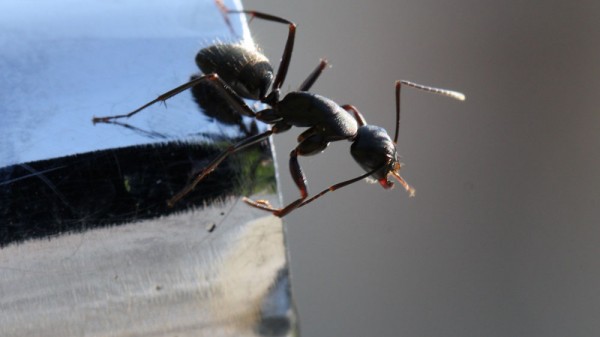 9 remedios caseros contra las hormigas: repelentes naturales