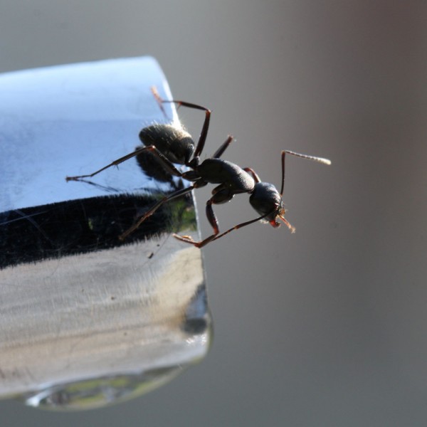 9 remedios caseros contra las hormigas: repelentes naturales
