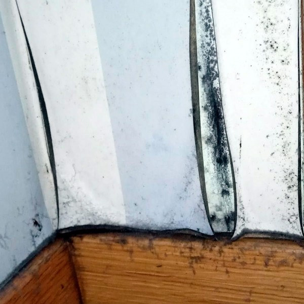 Qué problemas de salud causa el moho presente en el hogar