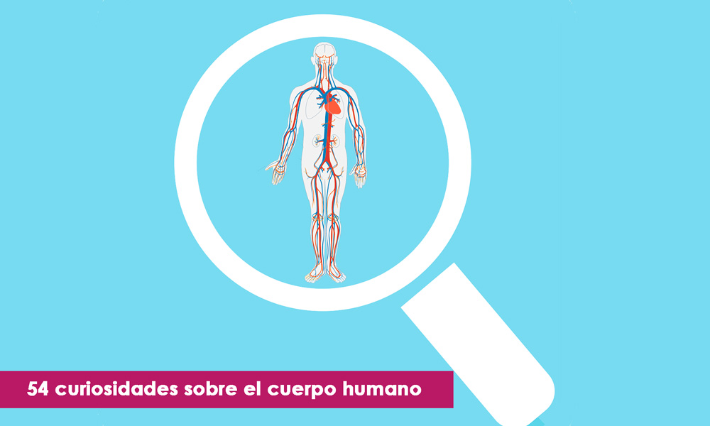 curiosidades sobre el cuerpo humano