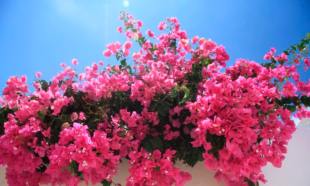 buganvilla