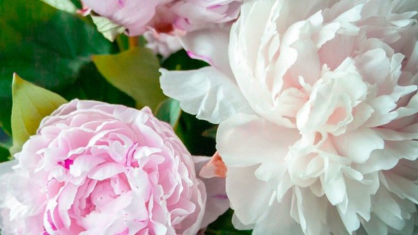 Qué flores florecen en junio (12 bellas flores de finales de primavera)