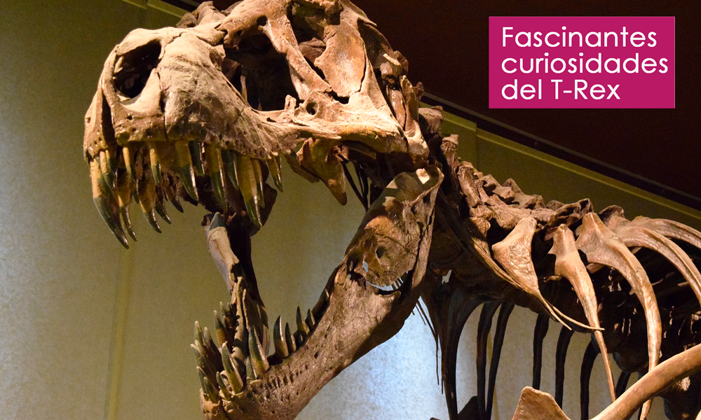 increíbles curiosidades del T-Rex que desconoces